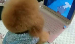 泰迪漫画,温馨搞笑，治愈心灵的故事集