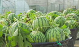 吃瓜爆料入口51cg吃瓜视频,揭秘娱乐圈最新热点事件