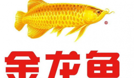 91金龙鱼在哪直播,精彩内容一网打尽