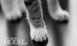 麻豆蝇,揭秘昆虫界的“时尚达人”