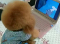 泰迪漫画,温馨搞笑，治愈心灵的故事集