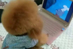 泰迪漫画,温馨搞笑，治愈心灵的故事集