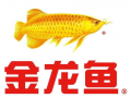 91金龙鱼在哪直播,精彩内容一网打尽